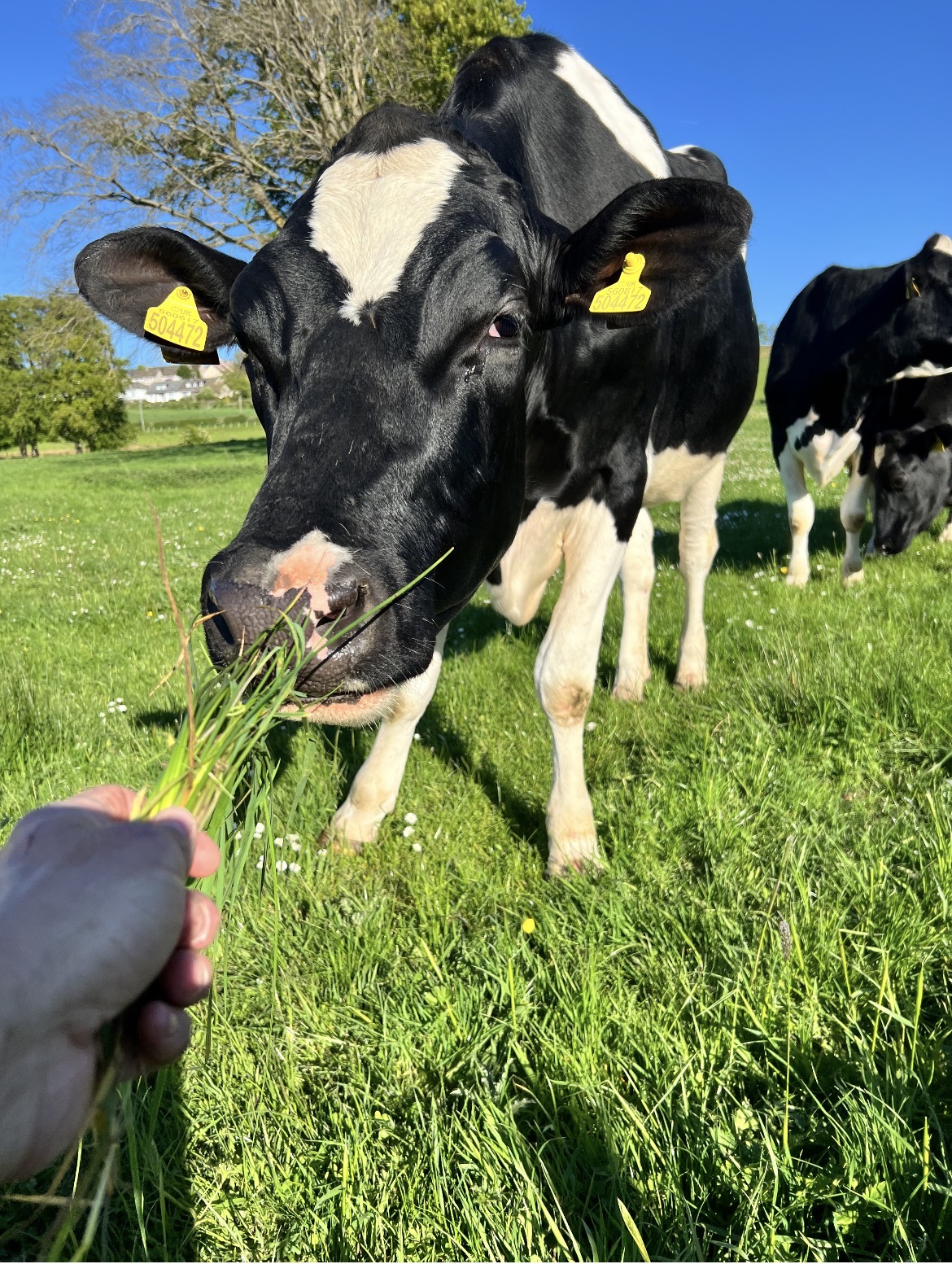 Feeding one of the cows at Collierhall Farm